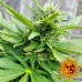 LSD - Barney's Farm